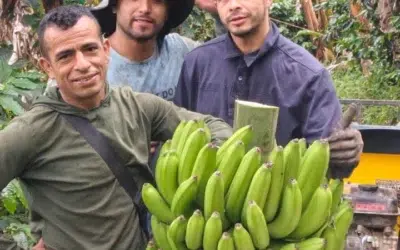 Entre bananos y cafetales: una nueva generación que cultiva con propósito